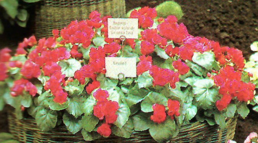 B. ‘Eriandra Elsa’